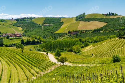 Preview: Vineyards of Langhe, Piedmont, Italy at May
