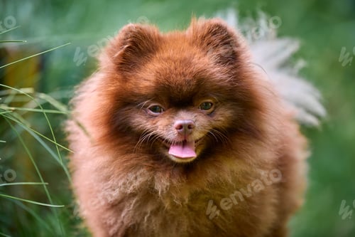 Preview: Fluffy pomeranian spitz in lush greenery