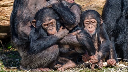 Preview: Young Chimpanzees in Natural Habitat