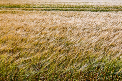 Preview: Wheat Farm Whole Grains Farming Kenya Landscapes Plants Vegetations Fields Meadows