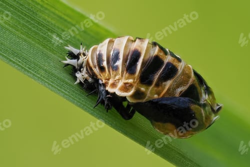 Preview: Harlequin Ladybird (Harmonia axyridis) pupa