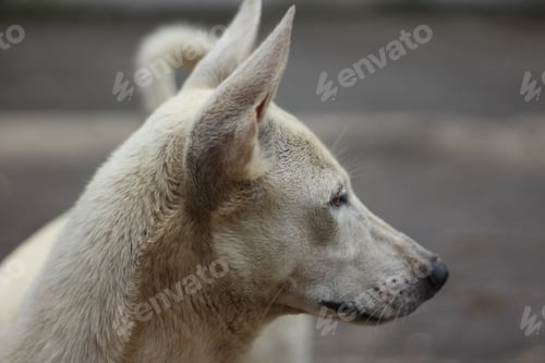 Preview: A street dog in India