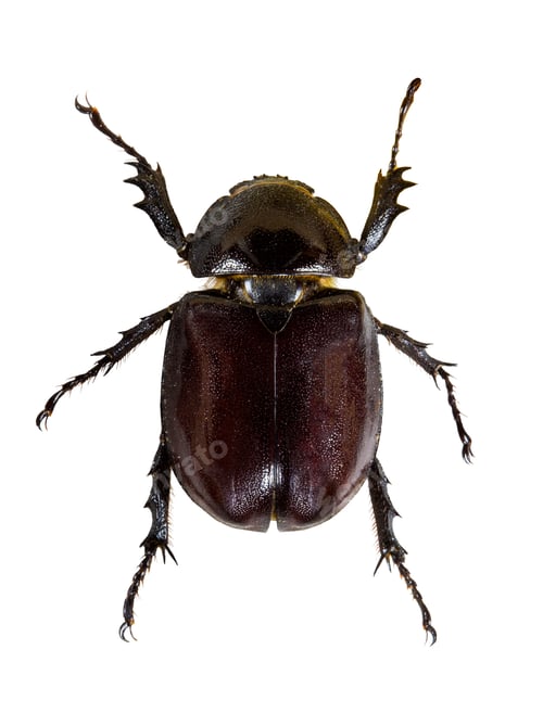 Preview: Insect
