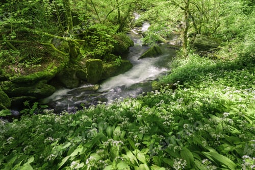 Preview: The banks of a stream covered with wild garlic flowered
