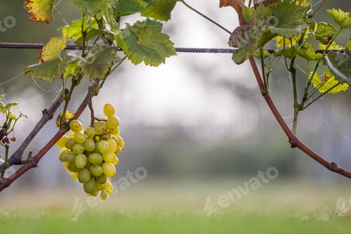 Preview: Close-up of growing young vine plants with green leaves and big golden yellow ripe grape clusters