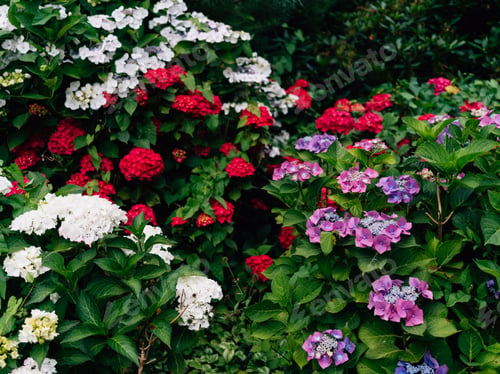 Preview: Closeup shot of colorful bigleaf hydrangea flowers