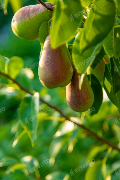 Preview: Pears grow in the garden. Selective focus.
