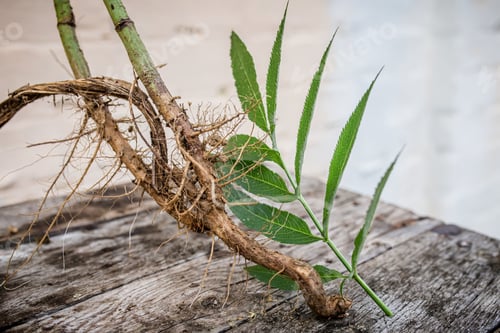 Preview: Root and leaf Sambucus ebulus, also known as danewort, dane weed, danesblood, dwarf elder