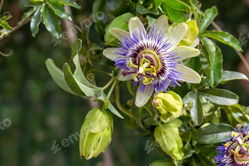 Preview: Passion Flower (Passiflora caerulea) leaf in tropical garden.