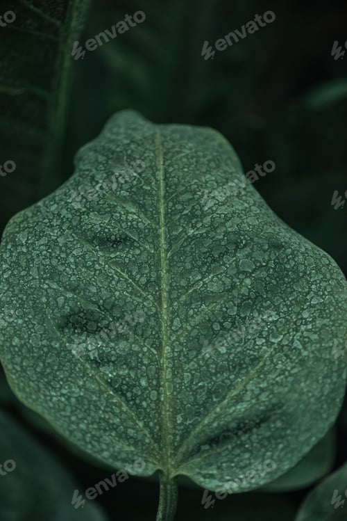 Preview: close up view of green leaf on blurred dark background
