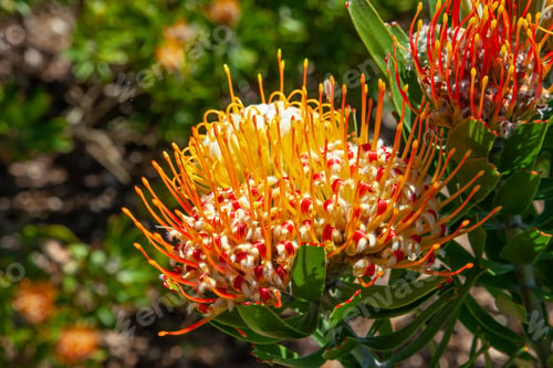 Preview: Leucospermum erubescens Flowers in Bloom