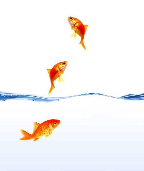 Preview: gold fishes on water isolated