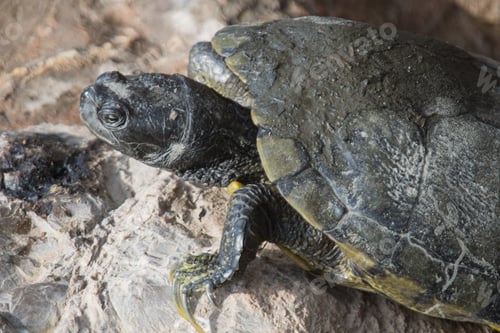 Preview: High angle closeup shot of a cute big turtle on a rock