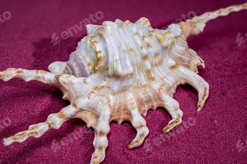 Preview: Scorpion Conch Shell on red sand Background