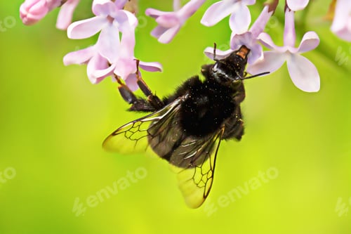 Preview: A fluffy bumblebee pollinates lilacs sitting on a flower. Macrophotography.
