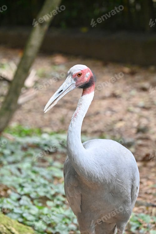 Preview: Crane bird