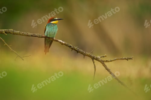 Preview: European Bee-Eater - Merops Apiaster on a branch , exotic colorful migratory bird