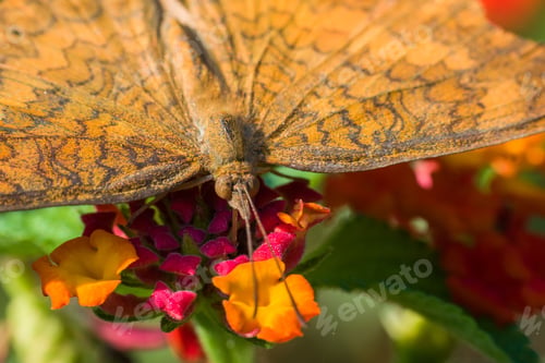 Preview: Macro shot of a Common Castor butterfly perched atop a vibrant Lantana flower