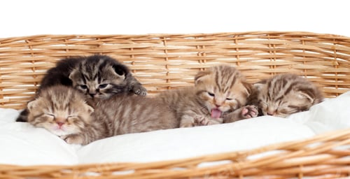 Preview: Five Small Scottish Kittens In Basket