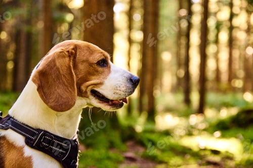 Preview: The beagle dog in sunny autumn forest. Alerted hound searching for scent