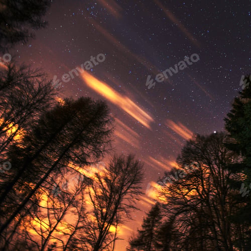 Preview: Starry sky through the trees