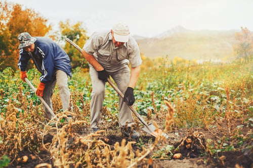 Preview: two mem digging potatoes in the garden