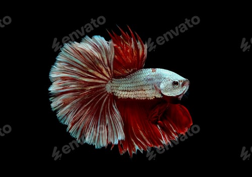 Preview: Colorful with main color of metallic white and red betta fish, Siamese fighting fish