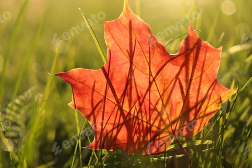 Preview: Beautiful fallen leaf among green grass outdoors on sunny autumn day, closeup