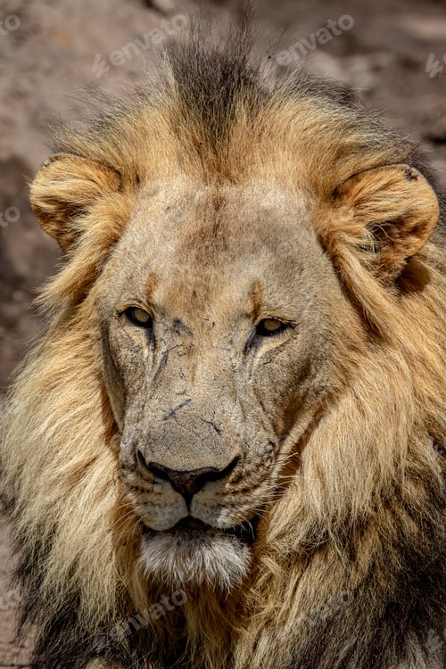 Preview: Close up of the face of a big male Lion