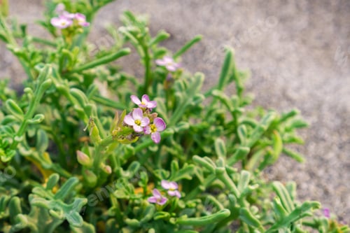 Preview: European searocket (Cakile maritima) flowers