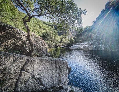 Preview: Tree on the Chassezac river bank in lozere, cevenne, france