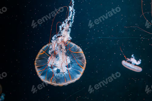Preview: underwater photography jellyfish Chrysaora fuscescens, Pacific sea nettle, West Coast sea nettle