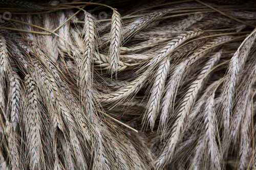Preview: Stalks of cut dried barley with seed heads which are used in traditional thatching roofing methods.