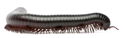 Preview: Millipede, Myriapoda, Spirostreptus giganteus, in front of white background