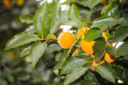 Preview: Persimmon Fruit Grows On A Tree In Autumn