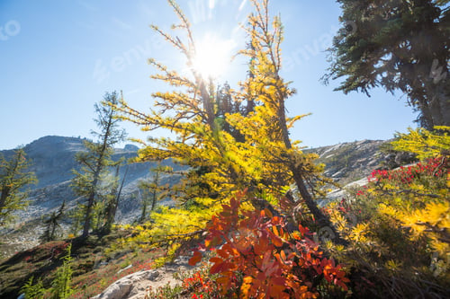 Bright Yellow Trees with Mountain Landscape in Background