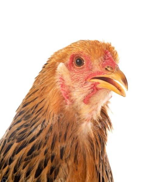 Preview: young brahma chicken
