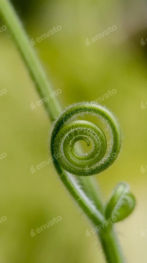 Preview: Green young vine against a blurred background