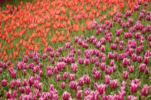 Preview: Tulip Garden