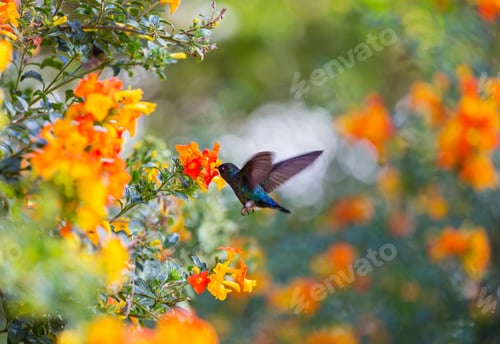 Preview: Kolibri