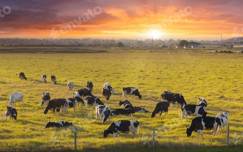 Preview: Milk cows grazing on green farm pasture.