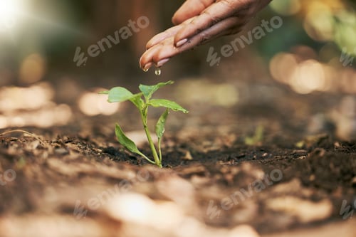 Preview: Woman, hands or watering sapling in soil agriculture, sustainability help or future growth planning