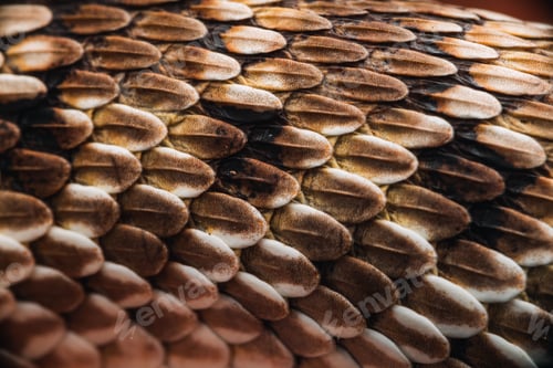 Preview: Close up of the intricate scales of a Mexican hognose snake, illuminated in a natural environment