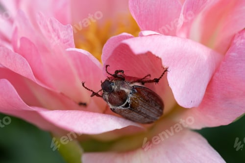 Preview: Cockchafer Melolontha May Beetle Bug Insect Macro Portrait. Maybug nibbles on a peony flower