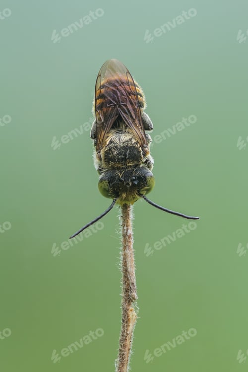 Preview: carpenter bee