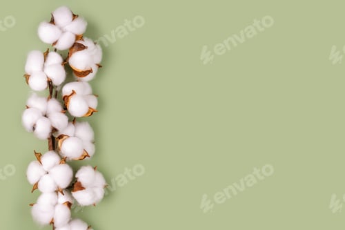 Preview: Branch of cotton flowers on green background flat lay, copy space