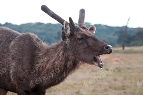 Preview: Elk on Sri Lanka