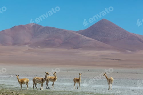 Preview: Vicuna