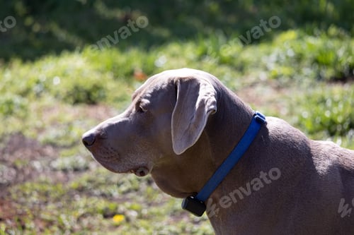 Preview: Gray labrador dog with a blue-collar outdoors