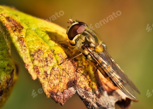 Preview: Macro bug, bee